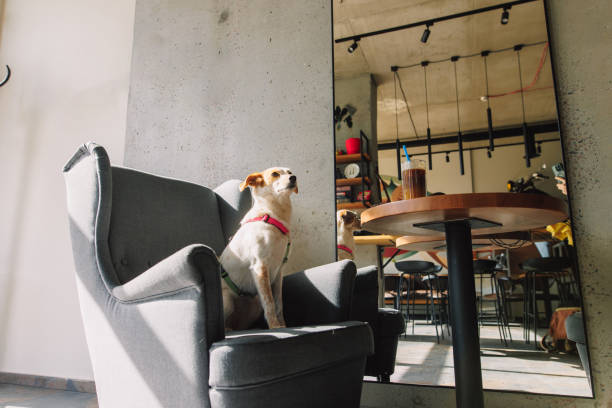 A beautiful dog sits politely on a chair at a table in a cafe