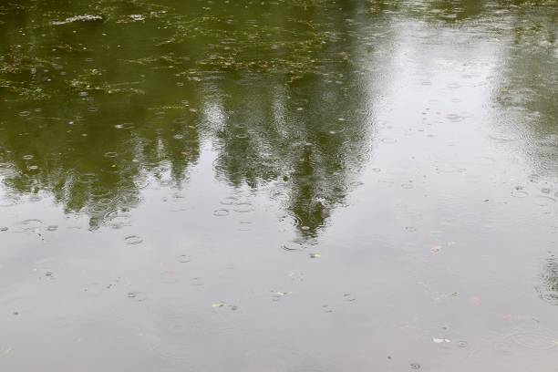 istock Raindrops Rippling on a Calm Pond Surface. Nature Reflection During a Gentle Rainfall 2205588159