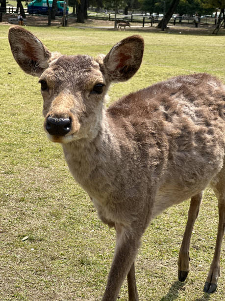 istock Graceful Young Deer in Meadow 2205588781