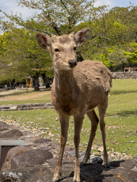 istock Graceful Young Deer in Meadow 2205588832