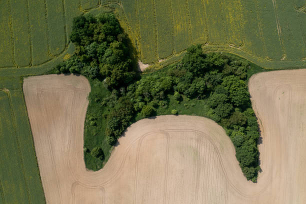 istock Aerial View of Forest Patch in Farm Field 2205589918