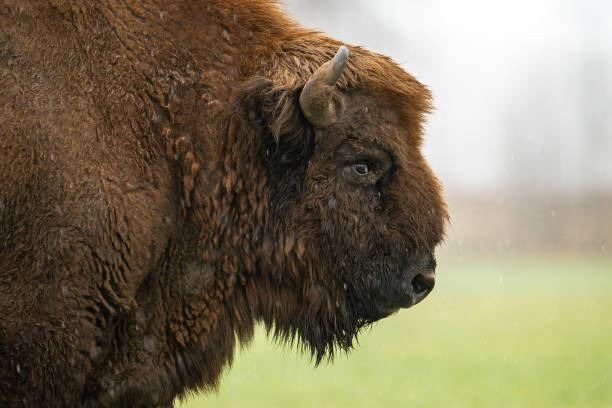 istock Profile View of a Bison in the Rain 2205590045