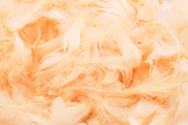 istock Feathers background. Creamy artificial decorative feathers texture. Soft cotton background. Fluffy bird feather. 2205591182