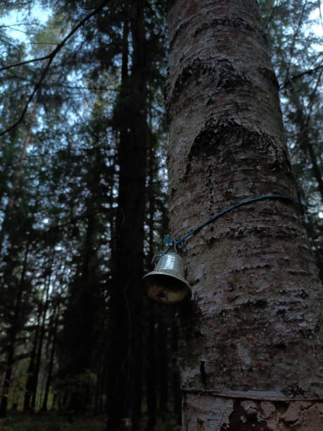istock The bell is hanging on a birch tree in the forest 2205591456