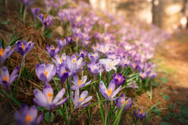 istock Wild purple crocuses blooming in their natural environment in the forest 2205591614
