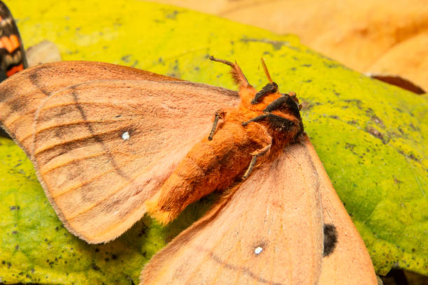 istock Dry leaves and butterfly. 2205593056