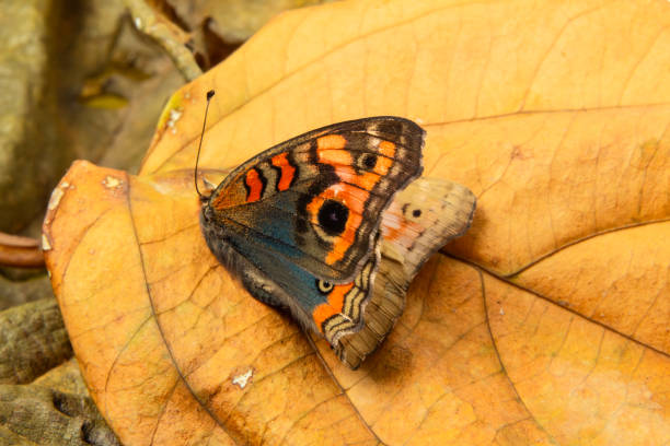 istock Dry leaves and butterfly. 2205593882