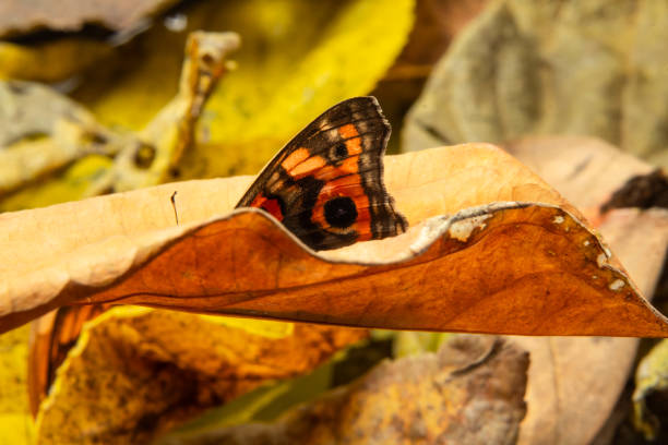 Goiania, Goias, Brazil – March 12, 2025: Detail of a butterfly inside a yellowed and old leaf.