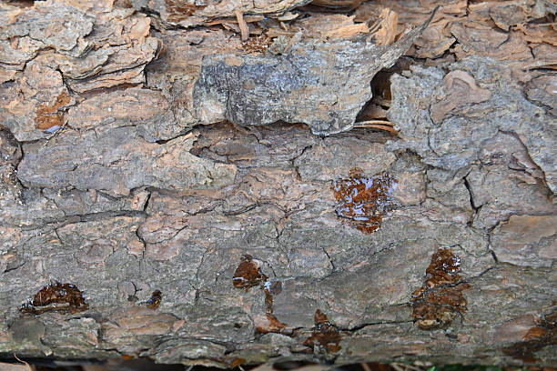 Close up Macro texture of Pine tree bark
