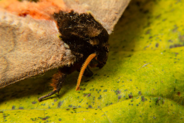 Goiania, Goias, Brazil – March 12, 2025: Close up of a dead moth's head on an old, faded leaf.
