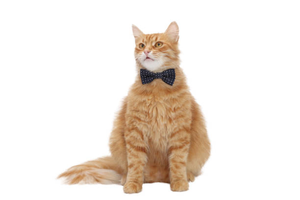 istock Ginger cat wearing a stylish bow tie, sitting on a white background. Perfect for pet-related content, advertising, or greeting card designs 2205596716