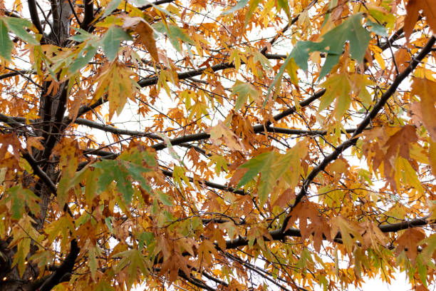 istock Upwards view of fall colored leaves 2205597346