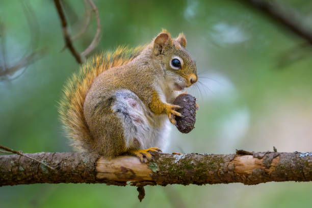 American Red Squirrel sitting on bare tree branch holding acorn in front paws