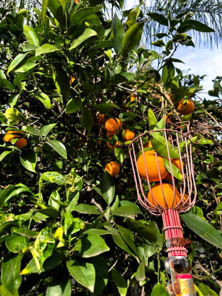 Low-angle view of a fruit picker pole picking ripe oranges from a lush tree in a peaceful backyard
