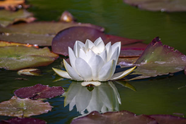 istock A white water lily blossom floats on a pond amidst floating lily pads 2205603720