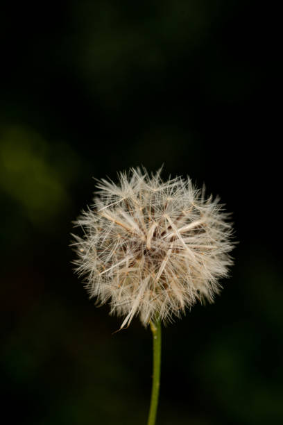 istock Close-up of a dandelion 2205603991