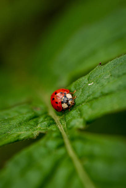 istock Macro image of a ladybird 2205604912