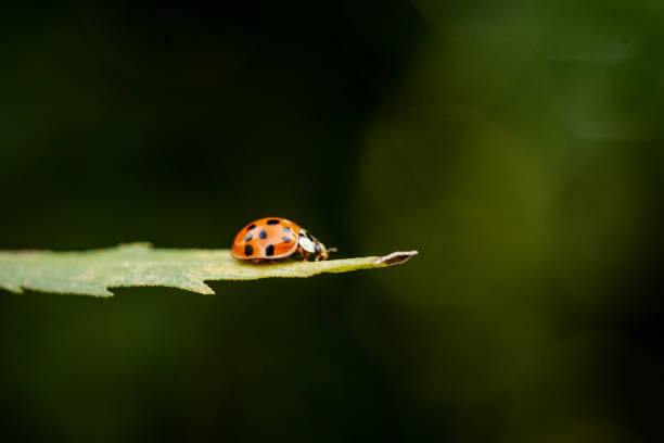 istock Macro image of a ladybird 2205604995