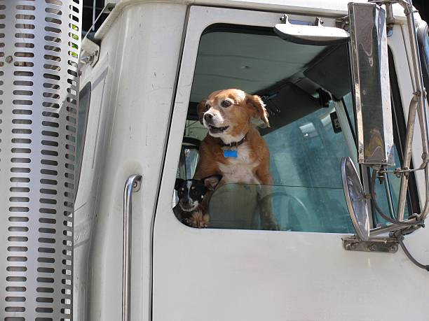 istock Dog Patiently Waiting in Tuck cabin 2205605519