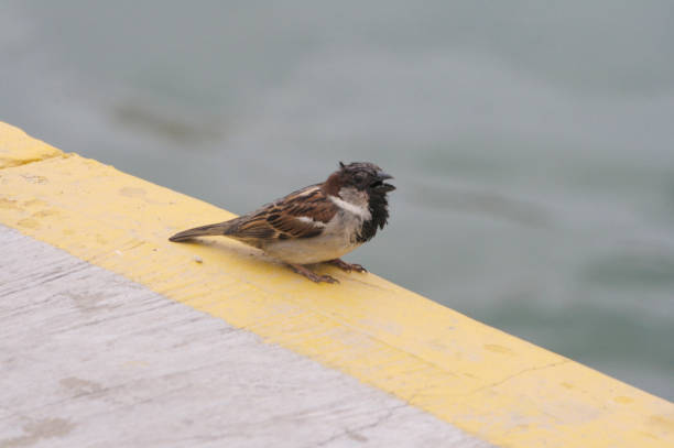 istock Bird Chirping next to the water's edge 2205605633