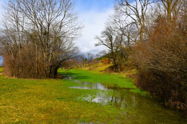 istock Flooded meadow with green grass in spring 2205606956