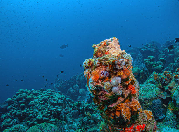 istock Caribbean coral garden, Bonaire 2205609465