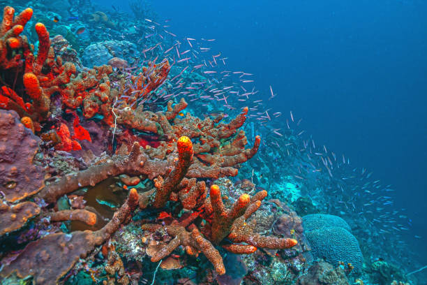 istock Caribbean coral garden, Bonaire 2205609497