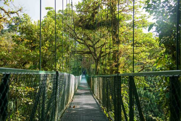 istock Hanging bridge in Monteverde Cloud Forest 2205609566