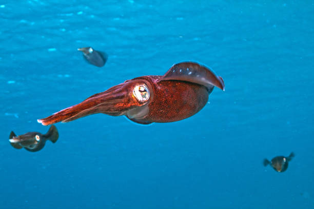 squid in aquarium