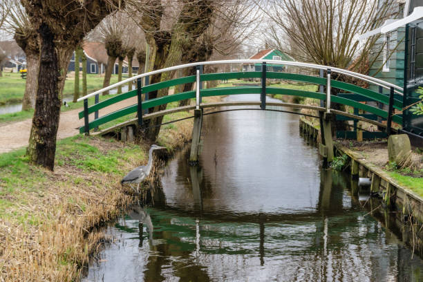 Grey heron standing near a canal with a green wooden bridge in the picturesque zaanse schans village, netherlands