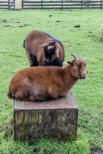 Two brown dutch landrace goats relaxing on a wooden box in a grassy field at the zaanse schans