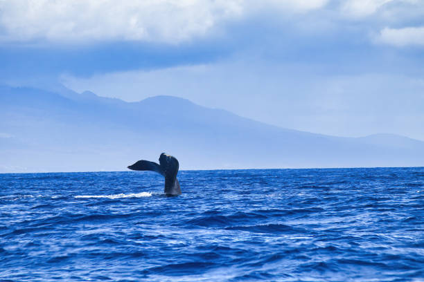 istock Playful humpback flirting with whale watchers with its tail. 2205614715