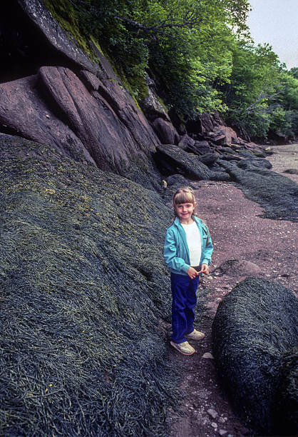 hopewell rocks - dívka stojí u seaweed rocks - 1985 - 1985 fotky - stock snímky, obrázky a fotky