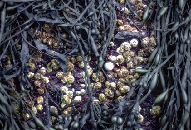 Fundy National Park - Barnacles on Rock - 1985