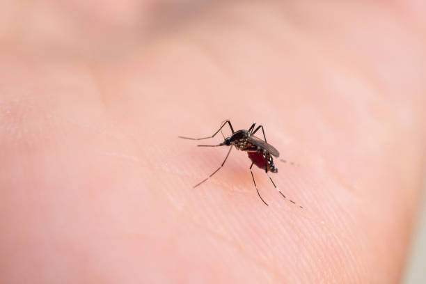 istock Aedes aegypti mosquitoes on human hand 2205615647