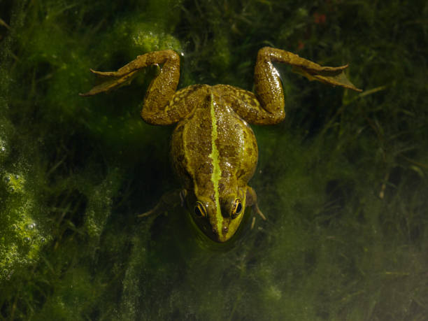 istock a cute frog in the nature 2205617471
