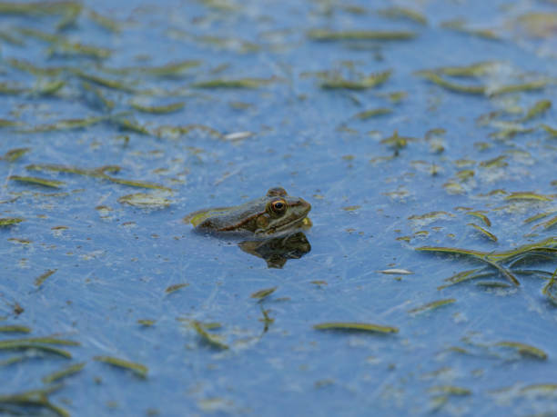 istock a cute frog in the nature 2205618042