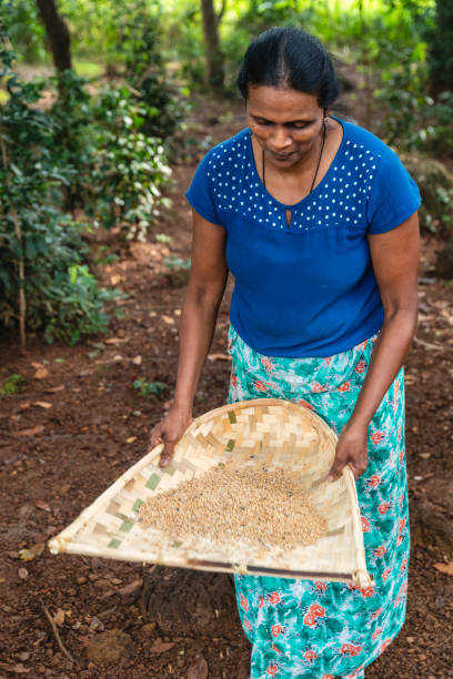 istock Sri Lankan woman sifting a grain 2205618090
