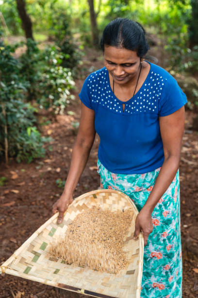 istock Sri Lankan woman sifting a grain 2205619967