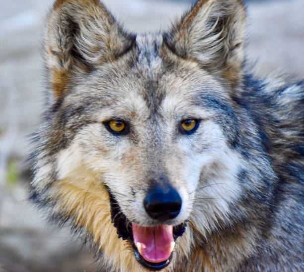istock Stunning Close Up Endangered Wolf showing Tongue 2205621228