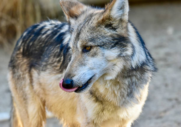 istock Funny wild Wolf Canis Lupus with Tongue Out 2205621241