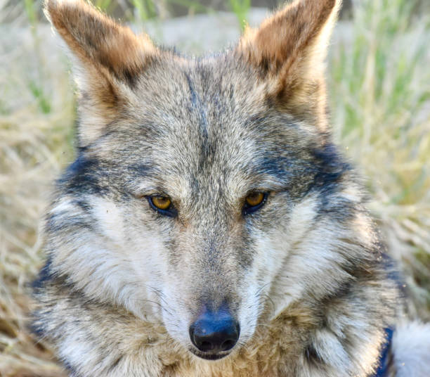 istock Gorgeous Wolf Canis Lupus Close Up of Eyes and Fur Patterns 2205621280