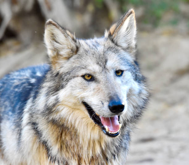 istock Gorgeous wild Wolf Canis Lupus Smiling and Happy in Wilderness 2205621416