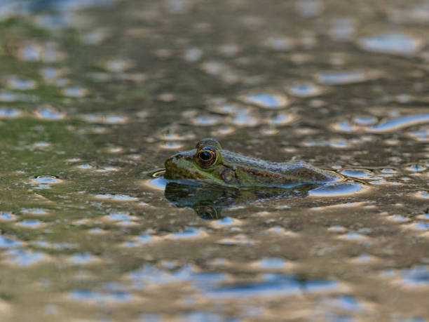 istock a cute frog in the nature 2205623735