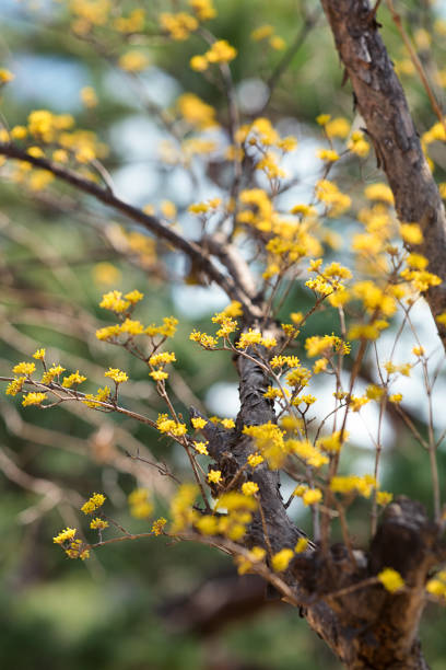 istock Korean Cornel Dogwood Blossoms 2205623843