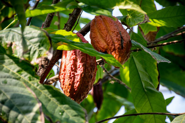 Organic cocoa fruit pods on a tree in Dominican Republic