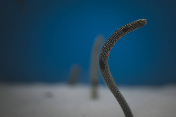 istock Spotted garden eel Heteroconger beautiful fish on wallpaper background. 2205624471