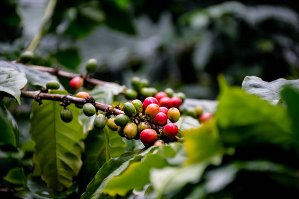 Clusters of red coffee cherries ripen on the branch in this detailed close-up, highlighting the beauty of coffee farming and the source of your favorite brew. Perfect for concepts of sustainability, harvesting, and global trade.