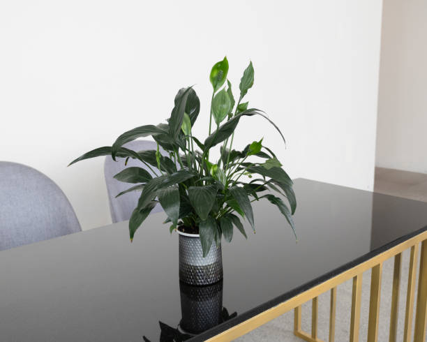 istock Indoor plant arrangement modern workspace home decor minimalist office fresh greenery 2205626098