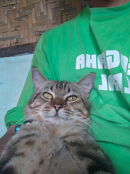 istock Close-up of a tabby cat resting on owner's lap 2205628427